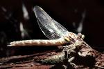 Fiore Lane, Occidental, Sonoma County, California, Dragonfly, Anisoptera, OEDV01P07_14