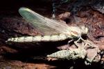 Fiore Lane, Occidental, Sonoma County, California, Dragonfly, Anisoptera, OEDV01P07_16