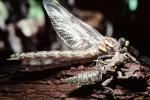 Fiore Lane, Occidental, Sonoma County, California, Dragonfly, Anisoptera, OEDV01P07_17