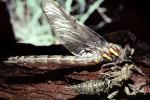 Fiore Lane, Occidental, Sonoma County, California, Dragonfly, Anisoptera, OEDV01P07_18