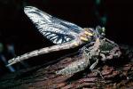 Fiore Lane, Occidental, Sonoma County, California, Dragonfly, Anisoptera, OEDV01P08_05