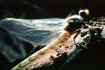Fiore Lane, Occidental, Sonoma County, California, Dragonfly, Anisoptera, OEDV01P08_07