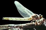 Fiore Lane, Occidental, Sonoma County, California, Dragonfly, Anisoptera, OEDV01P08_09