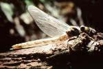 Fiore Lane, Occidental, Sonoma County, California, Dragonfly, Anisoptera, OEDV01P08_10