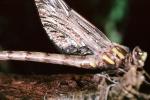 Fiore Lane, Occidental, Sonoma County, California, Dragonfly, Anisoptera, OEDV01P08_13
