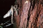 Fiore Lane, Occidental, Sonoma County, California, Dragonfly, Anisoptera, OEDV01P08_14