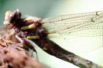 Fiore Lane, Occidental, Sonoma County, California, Dragonfly, Anisoptera, OEDV01P08_15