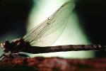 Fiore Lane, Occidental, Sonoma County, California, Dragonfly, Anisoptera, OEDV01P09_01