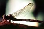 Fiore Lane, Occidental, Sonoma County, California, Dragonfly, Anisoptera, OEDV01P09_02