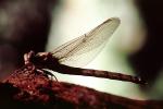 Fiore Lane, Occidental, Sonoma County, California, Dragonfly, Anisoptera, OEDV01P09_03