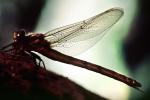 Fiore Lane, Occidental, Sonoma County, California, Dragonfly, Anisoptera, OEDV01P09_04