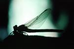 Fiore Lane, Occidental, Sonoma County, California, Dragonfly, Anisoptera, OEDV01P09_06