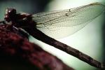 Fiore Lane, Occidental, Sonoma County, California, Dragonfly, Anisoptera, OEDV01P09_08