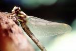 Fiore Lane, Occidental, Sonoma County, California, Dragonfly, Anisoptera, OEDV01P09_09