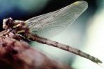 Fiore Lane, Occidental, Sonoma County, California, Dragonfly, Anisoptera, OEDV01P09_11