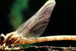 Fiore Lane, Occidental, Sonoma County, California, Dragonfly, Anisoptera, OEDV01P09_12