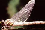 Fiore Lane, Occidental, Sonoma County, California, Dragonfly, Anisoptera, OEDV01P09_13