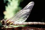 Fiore Lane, Occidental, Sonoma County, California, Dragonfly, Anisoptera, OEDV01P09_14