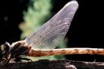 Fiore Lane, Occidental, Sonoma County, California, Dragonfly, Anisoptera, OEDV01P09_15