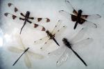 Dragonfly, Anisoptera, OEDV01P10_11