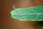 Dragonfly on a Leaf, Dragonfly, Anisoptera, OEDV01P10_14