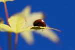 Ladybug, Leaf, OEED01_013