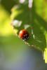 Ladybug, OEED01_016