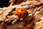Ladybug, OEED01_017