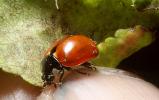 Ladybug, Apple Leaf, OEED01_021