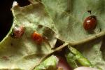 Ladybug, Apple Leaf, OEED01_022