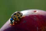 Ladybug on an Apple, OEED01_024