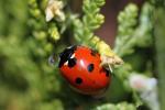 Ladybug, Sonoma County, Two-Rock