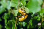 Goldsmith Beetle, (Cotalpa lanigera), Scarabaeidae, Scarab