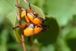 Goldsmith Beetle, (Cotalpa lanigera), Scarabaeidae, Scarab, OEEV01P03_19.0892