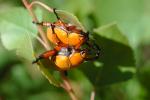 Goldsmith Beetle, (Cotalpa lanigera), Scarabaeidae, Scarab, OEEV01P04_01.0892