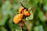 Goldsmith Beetle, (Cotalpa lanigera), Scarabaeidae, Scarab, OEEV01P04_02.0892