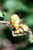 Goldsmith Beetle, (Cotalpa lanigera), Scarabaeidae, Scarab, OEEV01P04_03