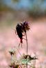 Oh the tiny World, Blister Beetle, (Lytta magister), Meloidae, Meloinae