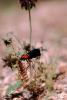 Blister Beetle, (Lytta magister), Meloidae, Meloinae, OEEV01P04_08.0892