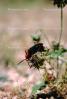 Blister Beetle, (Lytta magister), Meloidae, Meloinae, OEEV01P04_09.3334