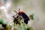 Blister Beetle, (Lytta magister), Meloidae, Meloinae, OEEV01P04_10.3334