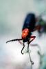 Blister Beetle, (Lytta magister), Meloidae, Meloinae, OEEV01P04_11
