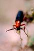 Blister Beetle, (Lytta magister), Meloidae, Meloinae, OEEV01P04_12.0892