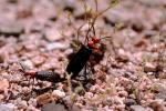 Blister Beetle, (Lytta magister), Meloidae, Meloinae, OEEV01P04_15.0892