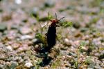 Blister Beetle, (Lytta magister), Meloidae, Meloinae, OEEV01P04_16.3334