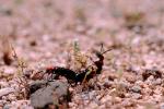 Blister Beetle, (Lytta magister), Meloidae, Meloinae, OEEV01P04_18.0892
