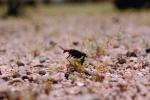 Blister Beetle, (Lytta magister), Meloidae, Meloinae, OEEV01P04_19.0892