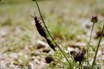 Blister Beetle, (Lytta magister), Meloidae, Meloinae, OEEV01P05_02.3334