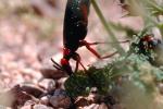 Blister Beetle, (Lytta magister), Meloidae, Meloinae, OEEV01P05_06.0892