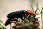 Blister Beetle, (Lytta magister), Meloidae, Meloinae, OEEV01P05_08.3334